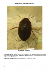 Hydroporus nigrita