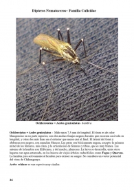 Ochlerotatus geniculatus