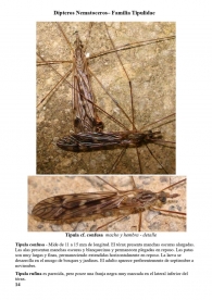 Tipula confusa