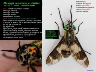 Chrysops caecutiens o viduatus