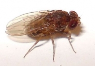 Drosophila repleta