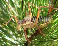 Ephippiger diurnus -macho-