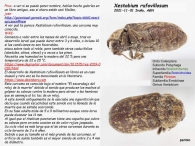 Xestobium rufovillosum