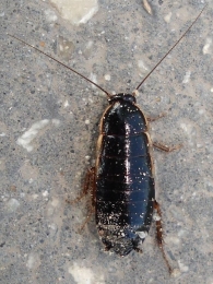 Loboptera decipiens