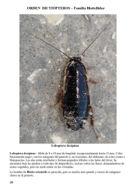 Loboptera decipiens ficha