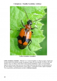 Lebia cruxminor
