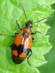 Lebia cruxminor