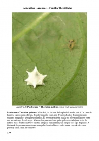 Paidiscura pallens