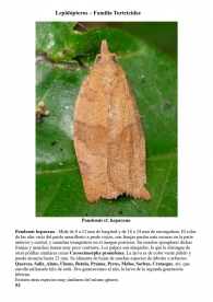 Pandemis heparana