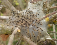 Malacosoma neustria  -nido con orugas jóvenes-