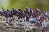 Stemonitopsis typhina (F.H. Wigg.) Nann.-Bremek. 1975