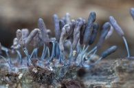 Stemonitopsis typhina (F.H. Wigg.) Nann.-Bremek. 1975