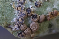 Diderma rufostriatum