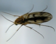 Mycetophila formosa