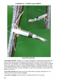 Argyresthia spinosella