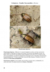 Chaetocnema depressa
