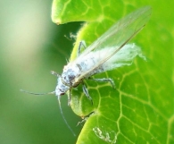 Eriosoma lanigerum 3