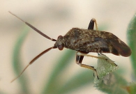 Criocoris crassicornis