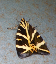 Euplagia quadripunctaria (Poda 1761), Callimorpha quadripunctaria (Poda 1761), Mariposa tigre