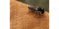 Megachile rotundata 2