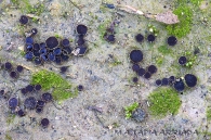 Pseudombrophila hepatica (Batsch) Brumm. 1995