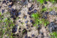 Pseudombrophila hepatica (Batsch) Brumm. 1995