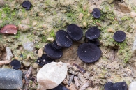 Smardaea planchonis