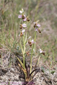 Ophrys x minuticauda