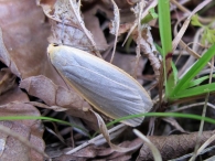 Eilema griseola