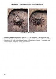 Neoliodes cf. theleproctus