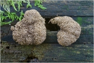 Tubifera ferruginosa