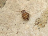 Fasciosminthurus quinquefasciatus