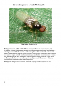 Pachygaster leachii ficha