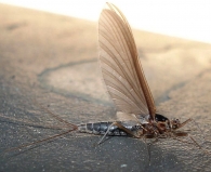Choroterpes picteti -hembra- 2