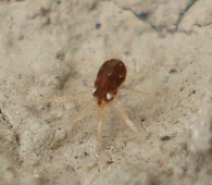 Erythracarus cf. epigeus 2