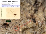 Linopodes sp 2023-02-05 Garinoain