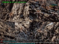 Linopodes sp 2023-02-11 Beartzun Baztan