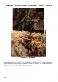 Linopodes motatorius