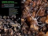 Linopodes motatorius 2023-03-05 Ultzama, Zardaiko Kaskoa