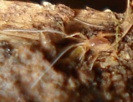 Linopodes motatorius 2
