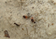Penthalodes cf. ovalis 3