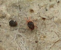 Penthalodes cf. ovalis 4