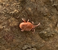 Allothrombium fuliginosum (Hermann, 1804), Ácaro de terciopelo rojo. Foto de Xabi Etxarri. 2