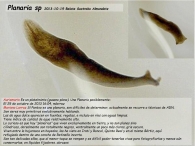 Planaria sp 2013-10-19 Belate Sastrako Almandotz