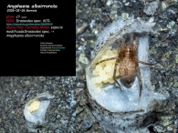 Anyphaena alboirrorata 2026-02-26 Gorraiz