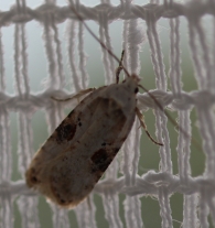 Agonopterix aistromeriana