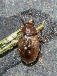 Cortinicara gibbosa 2026-03-21 Ardaitz