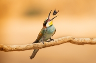 Concurso de Fotografía 2026 9