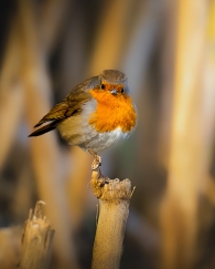 Concurso de Fotografía 2026 8