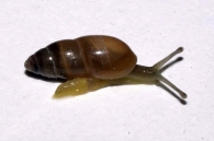 Ferussacia folliculus = folliculum